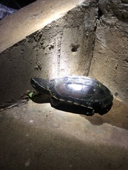 Malayemys macrocephala