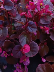 Begonia semperflorens-cultorum