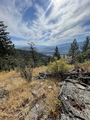 Philadelphus lewisii