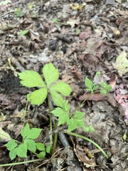 Sanicula canadensis
