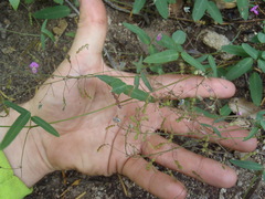 Desmodium retinens