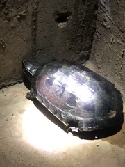 Malayemys macrocephala