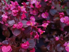 Begonia semperflorens-cultorum