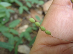 Desmodium retinens