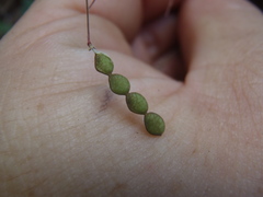 Desmodium retinens
