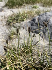 Carex nigricans