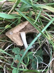 Collybiopsis peronata