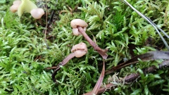 Cudonia confusa