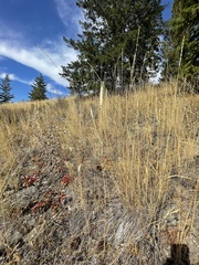 Calochortus macrocarpus