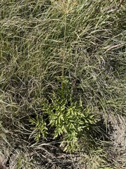 Ligusticum