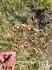 Ligusticum