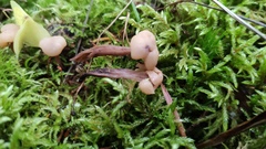Cudonia confusa