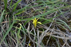 Sternbergia colchiciflora