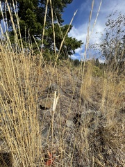 Calochortus macrocarpus