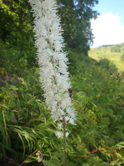 Actaea simplex