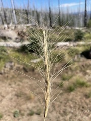 Elymus elymoides