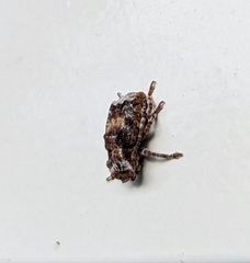 Pterolophia inaequalis