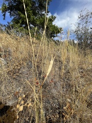 Calochortus macrocarpus