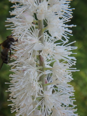 Actaea simplex