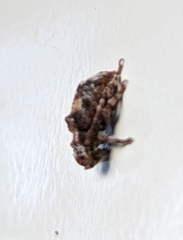 Pterolophia inaequalis