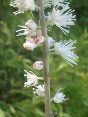 Actaea simplex