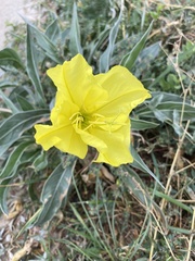 Oenothera macrocarpa
