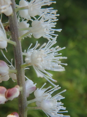 Actaea simplex