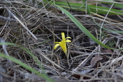 Sternbergia colchiciflora