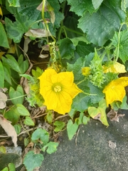 Cucurbita moschata
