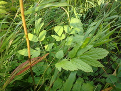 Actaea simplex