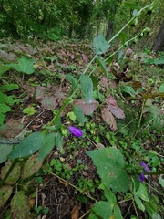 Campanula rapunculoides