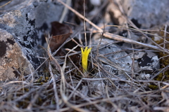 Sternbergia colchiciflora
