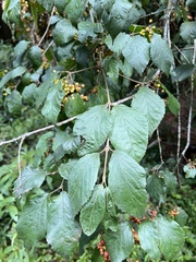 Viburnum luzonicum