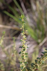 Phyllanthus hirtellus