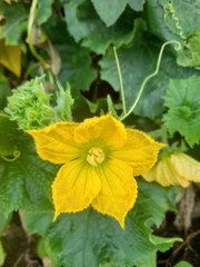 Cucurbita moschata