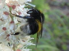 Bombus lucorum