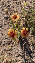 Gaillardia pulchella