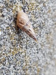 Cochlicella acuta