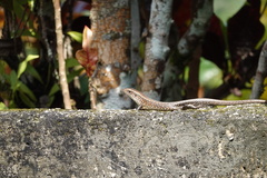Eutropis multifasciata