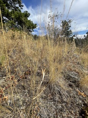 Calochortus macrocarpus