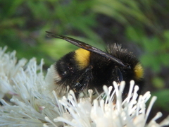 Bombus lucorum