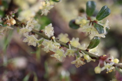 Phyllanthus hirtellus