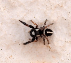 Pellenes geniculatus