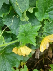 Cucurbita moschata