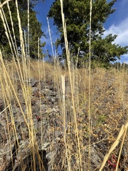 Calochortus macrocarpus