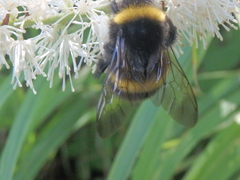 Bombus lucorum