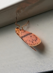 Miltochrista arcuata
