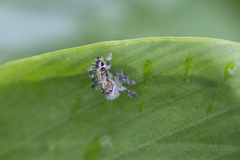 Thyene imperialis
