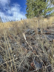 Calochortus macrocarpus