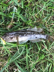 Neogobius melanostomus